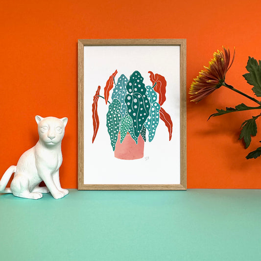 Begonia